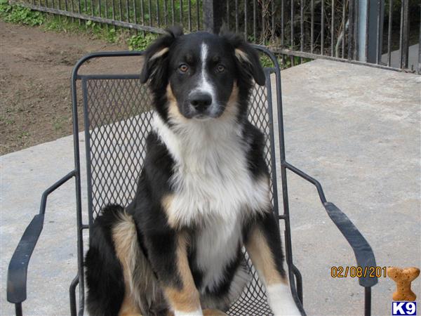australian shepherd puppy posted by KT Awesome Aussies